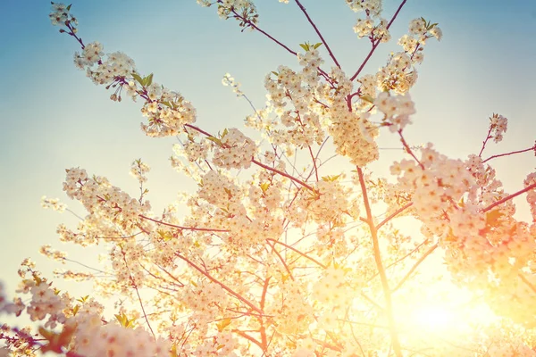 Vista em árvore de cereja florescente com sol — Fotografia de Stock