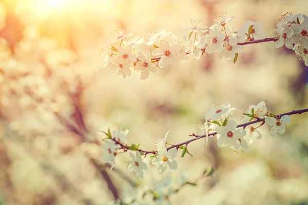 背景をぼかしに桜の開花枝 — ストック写真