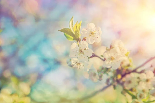 Malá větev Cherry blossom zblízka — Stock fotografie