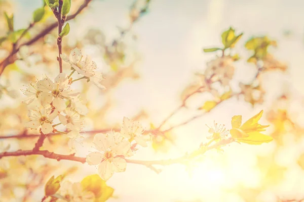 明るい背景に桜の木の花 — ストック写真