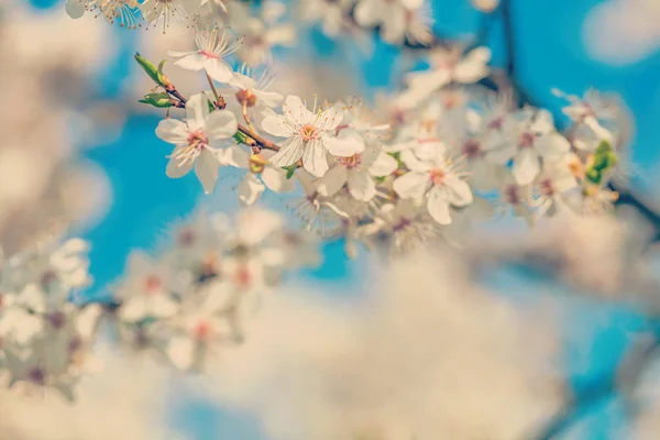 桜の花をビューを閉じます — ストック写真