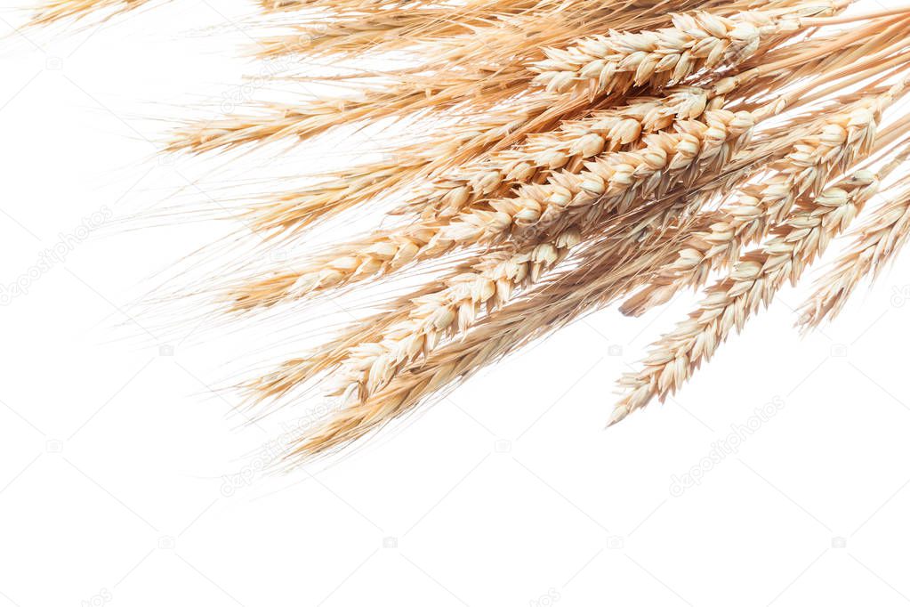 Golden wheat and rye ears isolated on white