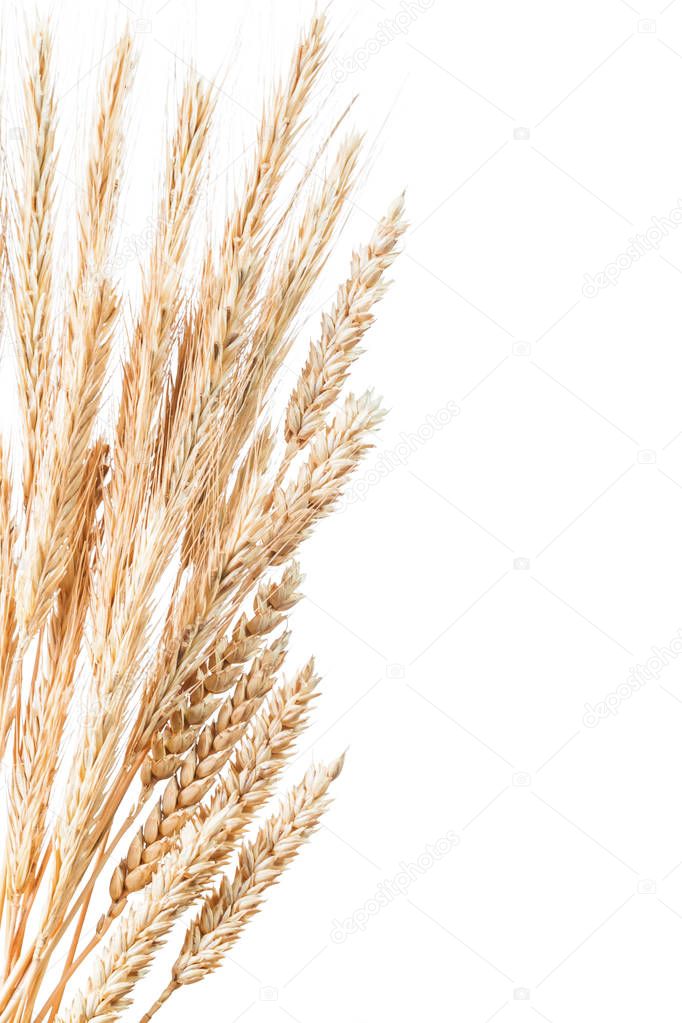 Wheat and rye ears isolated on white vertical image