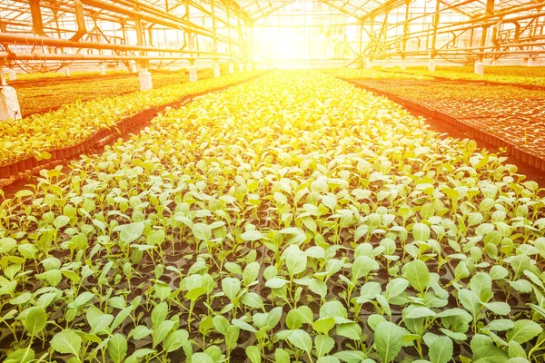 Kleine Kohlpflanzen in Gewächshausplantage in der Sonne — Stockfoto