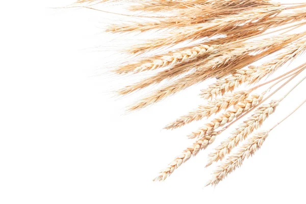 Пшеница и ржаные уши изолированы на белом — стоковое фото