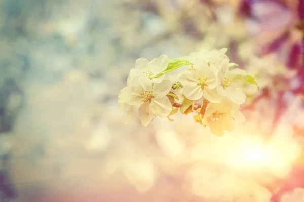 Single litle branch of blossoming apple tree on blurred backgrou — Stock Photo, Image