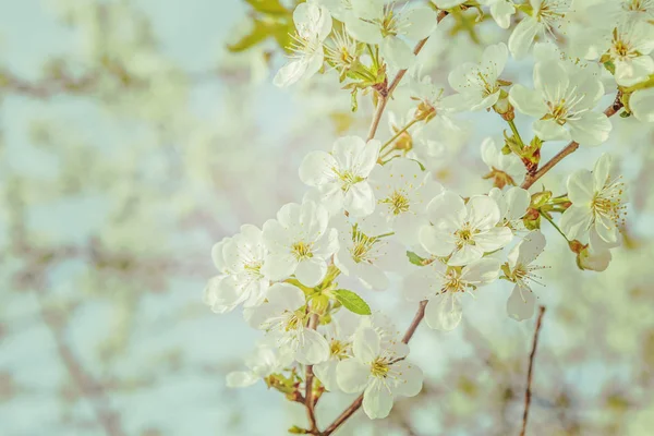 blossom of cherry single branch on blurred background