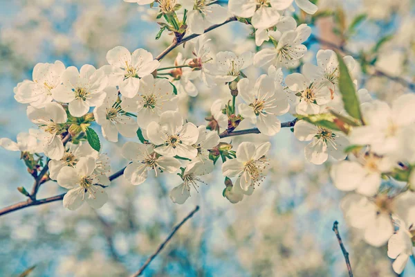 Stor gren med blommande blommor av körsbärsträd på suddig bac — Stockfoto