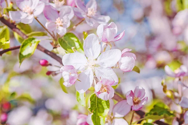 Beauti ful flowers of apple tree on blurred background — Stock Photo, Image