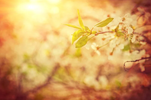 Blossoming cherry tree on blurred foggy sunny background with su — Stock Photo, Image