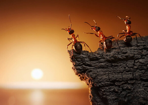 team of ants on rock watching sunrise or sunset at sea