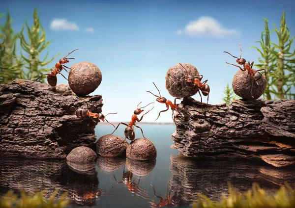 Equipo de hormigas trabajo construcción presa, trabajo en equipo — Foto de Stock