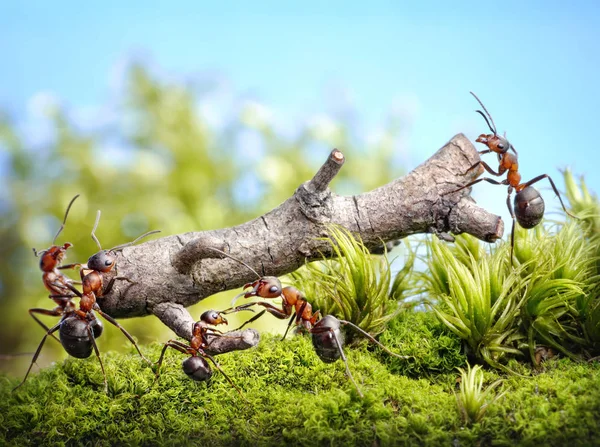 Squadra di formiche portare il tronco, il lavoro di squadra Fotografia Stock