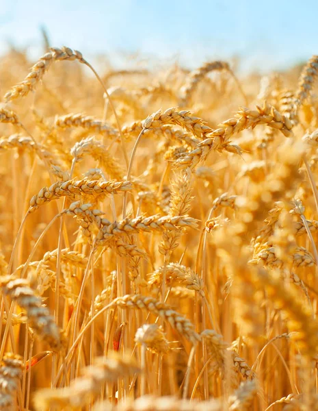 Field of wheat close-up — Stock Photo, Image