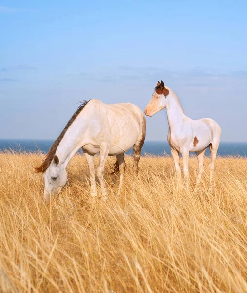 Famiglia di cavalli bianchi — Foto Stock