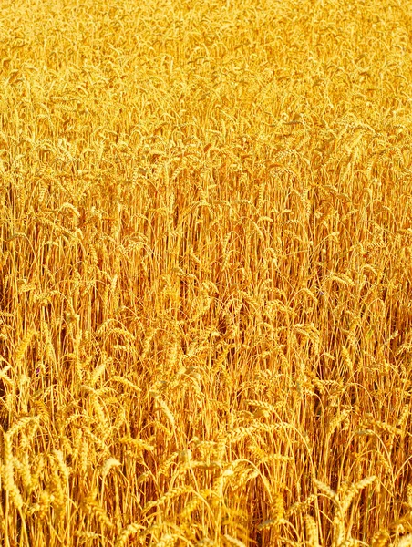 Wheat field background — Stock Photo, Image