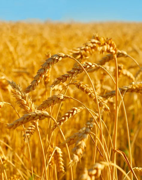 Field of wheat close-up — Stock Photo, Image