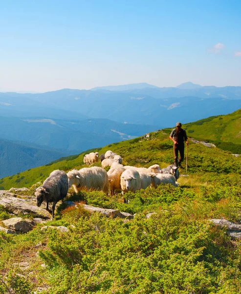 Owce na szczycie góry — Zdjęcie stockowe
