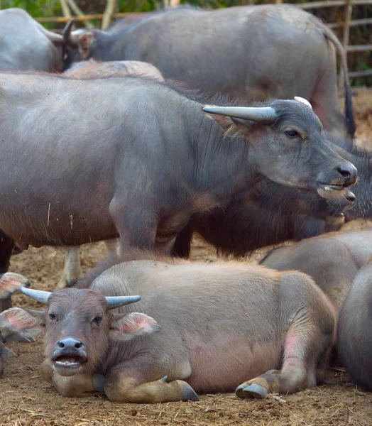 Thai buffalo kudde — Stockfoto