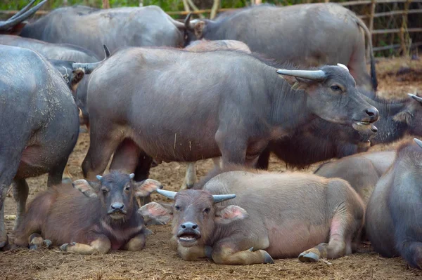 Groupe de buffles dans une ferme — Photo