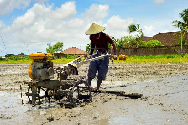 Hombre trabajando en el campo de arroz — Foto de Stock