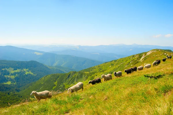 Стадо овец пасущихся — стоковое фото