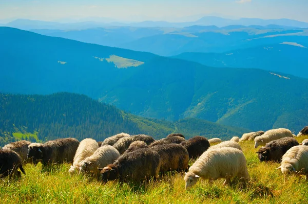 Rebaño de ovejas pastando — Foto de Stock