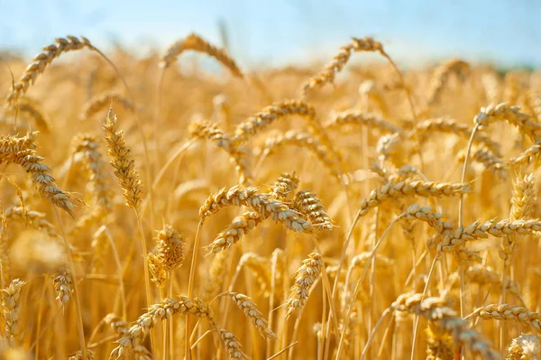 Field Wheat Time Crop — Stock Photo, Image