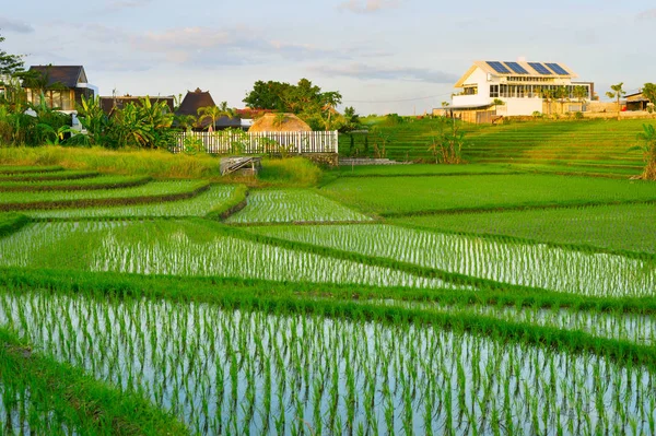 Pól ryżowych i balijskiej wioski — Zdjęcie stockowe