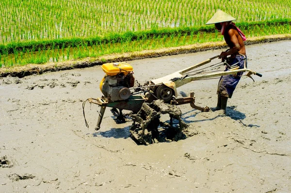 Hombre Local Trabajando Campo Arroz Isla Bali Indonesia — Foto de Stock