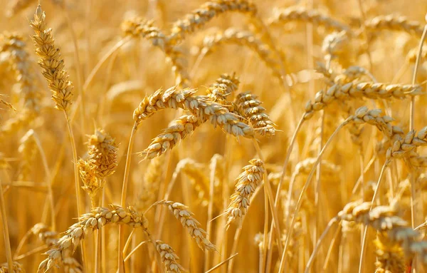 Поле Пшеницы Время Сбора Урожая Фон — стоковое фото