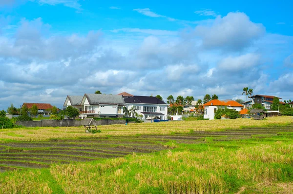 Villas Rice Field Bali Island Indonesia — Stock Photo, Image
