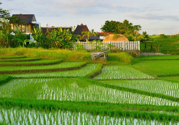 Vily Rýže Oblasti Ostrově Bali — Stock fotografie