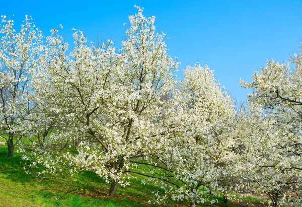 White blossom magnolia trees with flowers in spring — Stock Image White Blossom Magnolia Trees Flowers Spring Royalty Free Stock Photos