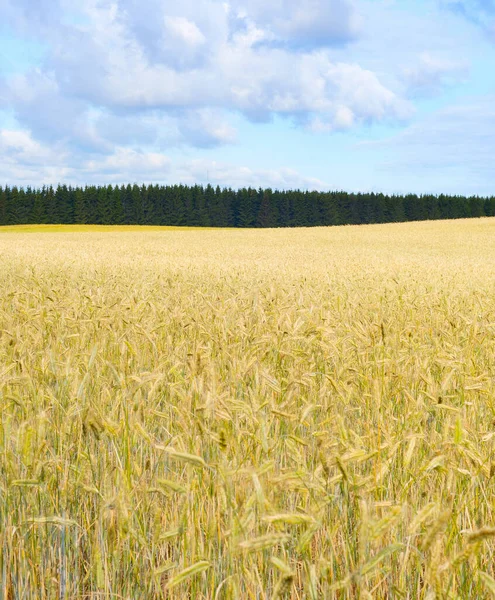畑の朝の光の中で作物の準備ができて風景 エストニア — ストック写真