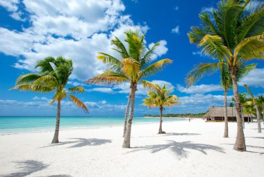 Plajda palmiye ağaçları ve deniz