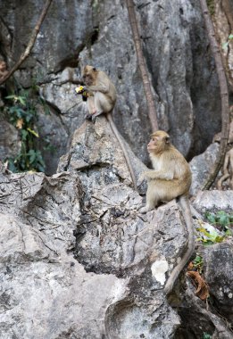 maymun kıçlı makak taşa siting.