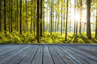 ahşap doğa yeşil orman ağaçlarında 