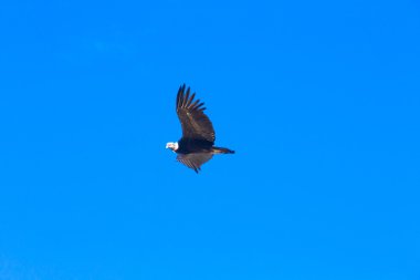 condor flying in sky clipart
