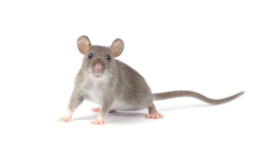 Little rat isolated on white  clipart