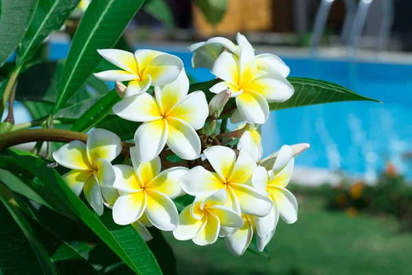 Frangipani blommor på ett träd — Stockfoto