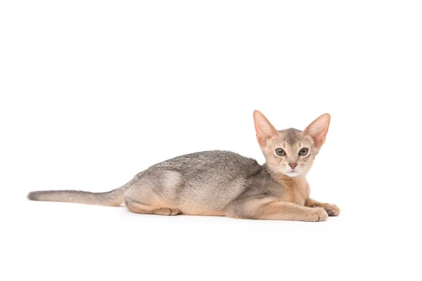 Cute little cat — Stock Photo, Image