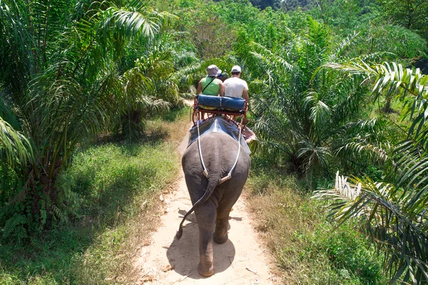 Trekking con elefanti a Kao-sok, Thailandia — Foto Stock