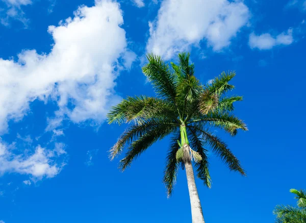 Palmboom en hemel — Stockfoto