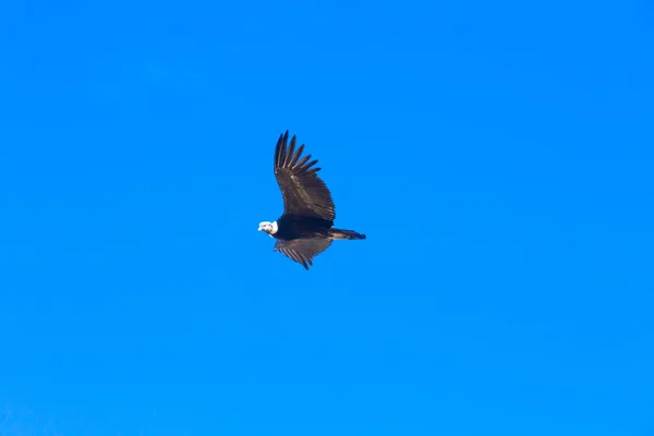 Condor vliegt in de hemel — Stockfoto