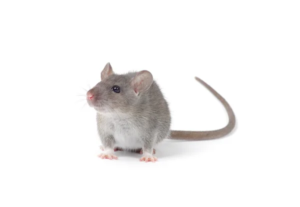 白で隔離ネズミ — ストック写真
