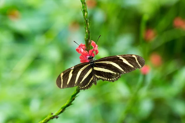 Schöner Schmetterling im Urlaub — Stockfoto