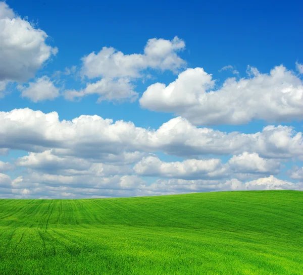 Campo e céu azul — Fotografia de Stock