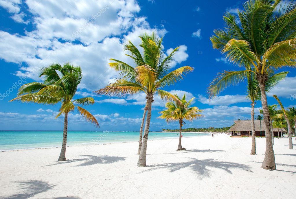 Beach with palm trees and sea