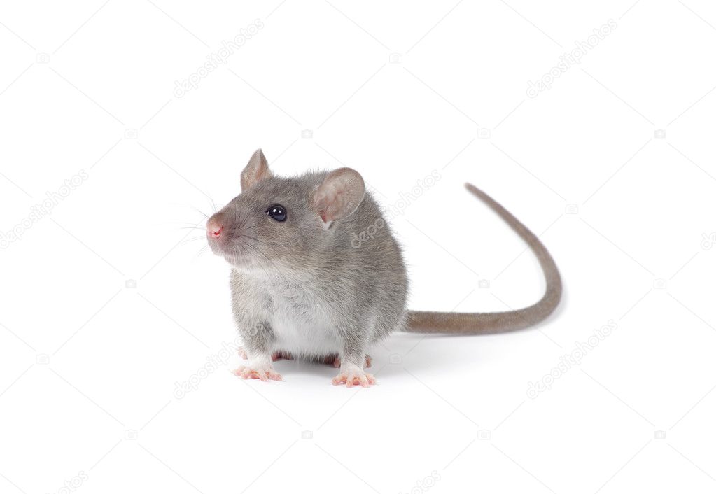 Little rat isolated on white 